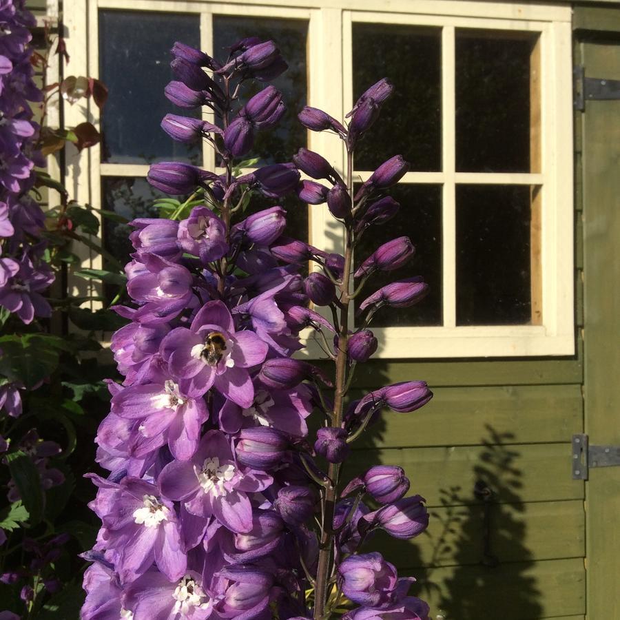 Pomona Bed and Breakfast Lowick Green Eksteriør billede